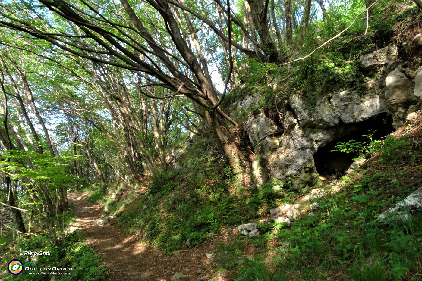 12 Sul sent. 571 nel bosco di carpini neri.JPG